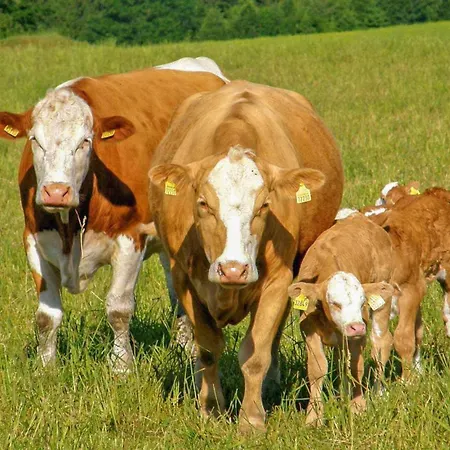 Lejlighed Ferienwohnung Neuhausen Neuhausen (Saxony)