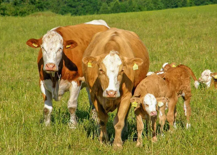 Apartament Ferienwohnung Neuhausen Neuhausen (Saxony)